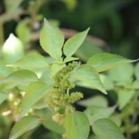 Acalypha ciliata Forssk.